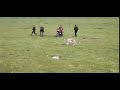 Snow leopard amongst herders in Qinghai Lake (Tibet)