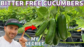 The Secret To Growing Cucumbers That NEVER Bitter
