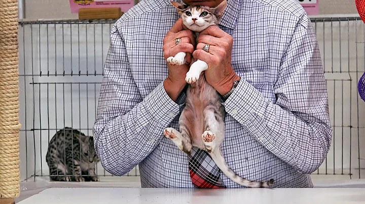 Watch the video about CFA World Show 2014, Other breed kittens (than P&Z), Red Show set 1