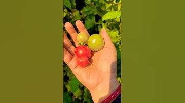 Tomato 🍅 Harvesting In Our Garden #shorts #vegetables #tomato #mygarden #tomatoplants #harvesting
