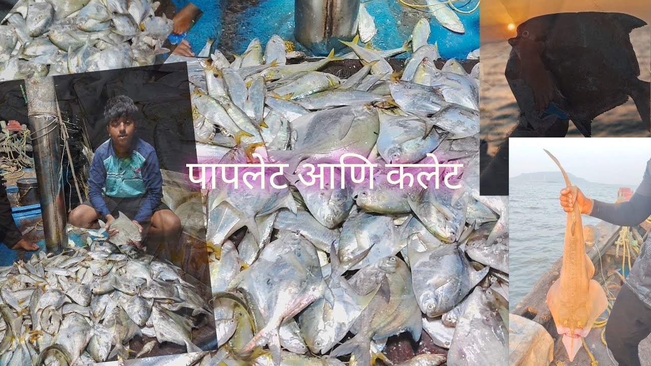 🐠🐟जुनी पारंपारिक पापलेट आणि कलेट मासेमारी.🐠🐟|| काशादेव खडकावर रात्रीचे पकडले भरपूर पापलेट आणि कलेट🐟🐟