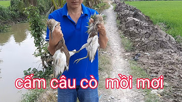 Anh nông dân cấm câu cò bằng mồi nầy hiệu quả  thật tuyệt vời #44 âmthưcmiêntâyđôchê