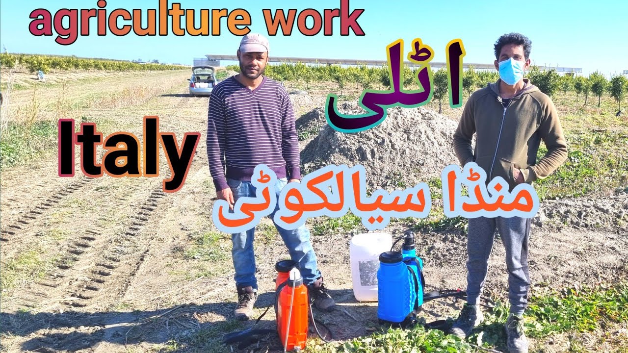 agriculture work in Italyvillage life in munda sialkotia vlogs new update 2023 YouTube
