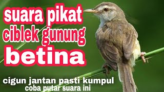 suara pikat ciblek gunung betina asli suara alam