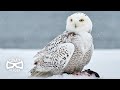 Why 64% of Snowy Owls in the Arctic have Disappeared