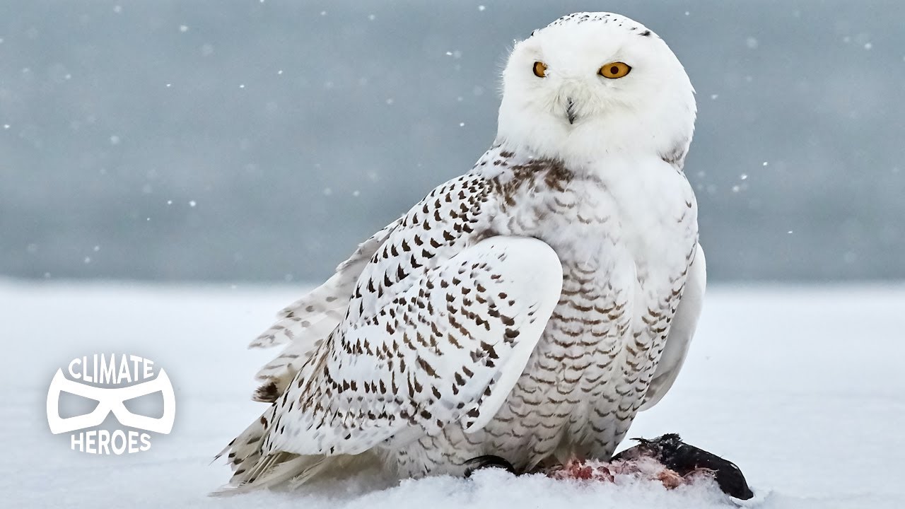 How Is Climate Change Affecting Snowy Owls?