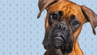Why new owners love a Boxer! #boxer dogs 101
