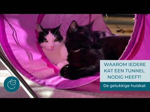 Video: Waarom houden katten van tunnels?