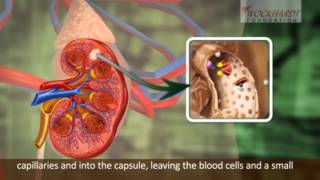 K12 eLearning_Science_Basic Anatomy and Physiology - Urinary System
