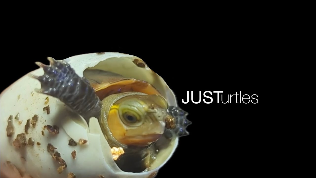 A Snake-Eating Turtle is Hatching! Watch Your Toes! - YouTube