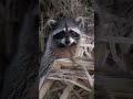 Wildlife Photographer gets down and dirty for a shot #wildlifephotography #wildlife #shorts