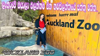 ලංකාවේ ඔයාලා බලන්නම ඕන නවසීලන්තයේ ඕක්ලන්ඩ් සත්තු වත්ත | A day at Auckland Zoo | Vlog 43