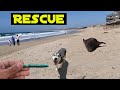Adopted Husky Doesn't Trust Me; Fisher Space Pens; #QnA; BEACHED SEAL!!