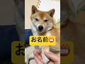 もっと似てる名前で呼べばよかった🙄#柴犬 #豆柴 #shibainu #犬 #犬のいる暮らし #shorts