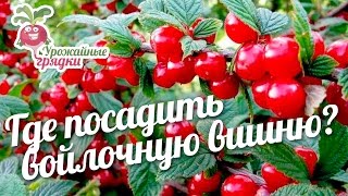 Где посадить войлочную вишню? #urozhainye_gryadki