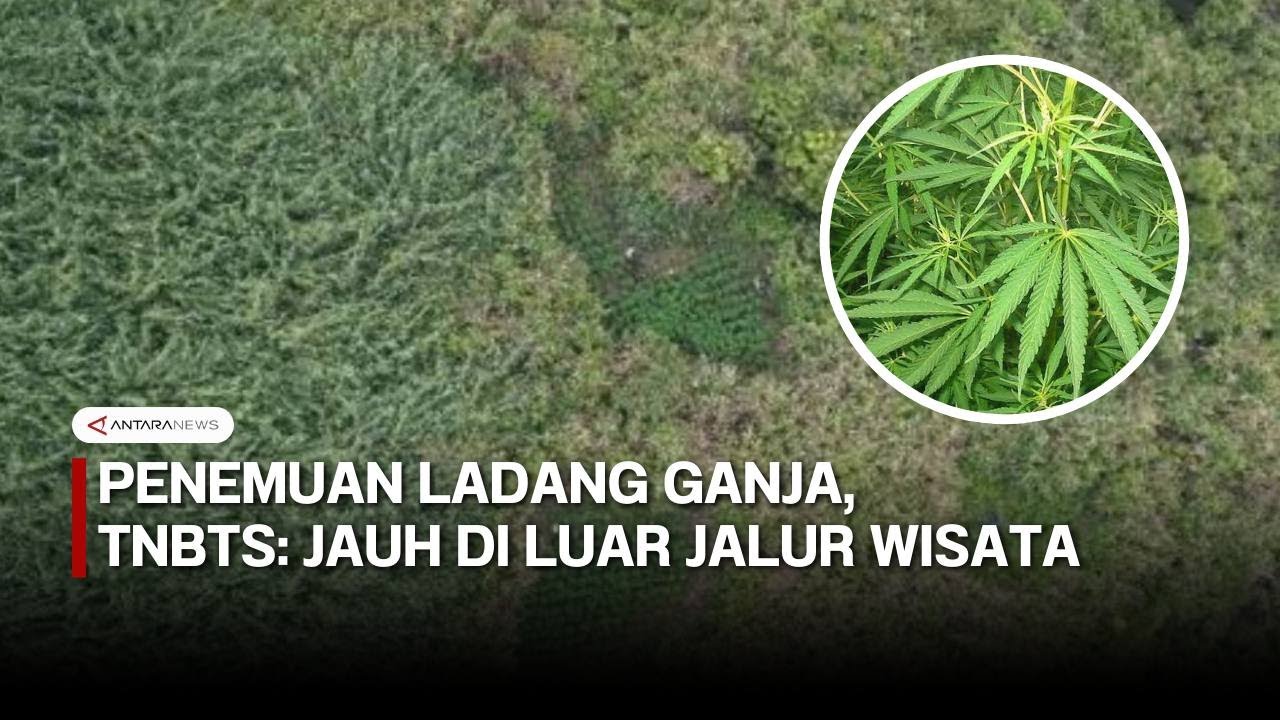 Penemuan ladang ganja di Gunung Bromo, TNBTS: Lokasinya jauh di luar jalur wisata