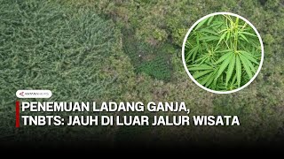 Discovery of marijuana fields on Mount Bromo, TNBTS: The location is far off the tourist route