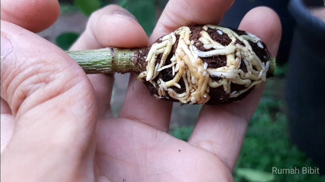 Cara Baru Cangkok Jeruk Lemon Media Minimal