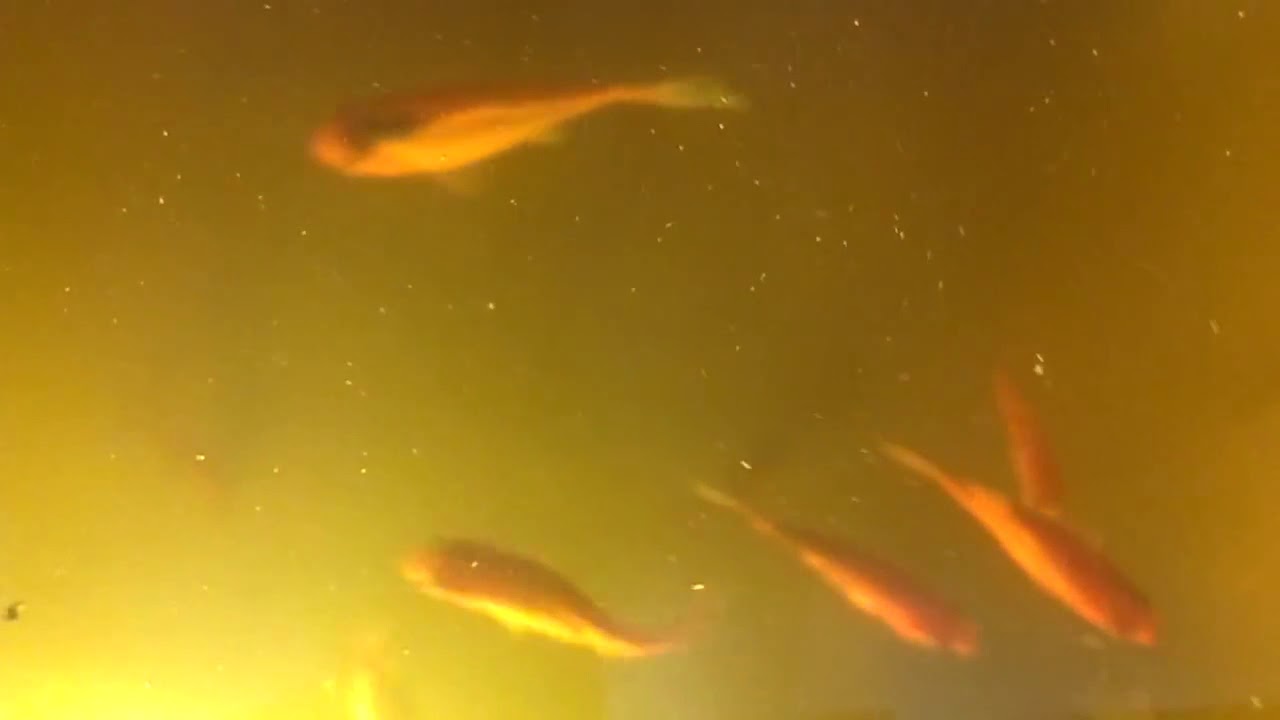 LE COMPORTEMENT DES POISSONS D'AQUARIUM SOMBRE