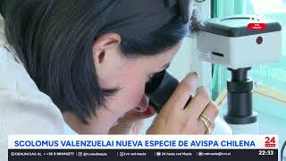 Descubren nueva especie de avispa en el Maule | 24 Horas TVN - Red Maule