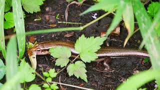 バッタを食べるニホントカゲ Plestiodon japonicus 雌