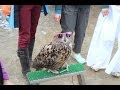 ワシミミズク(フクロウ)のフライトショー　Flight of the Eagle Owl Show