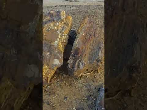 أشجار متحجرة محمية الغابة المتحجرة مصر