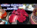 #443 KOREAN SUCCULENTS SHOPPING IN SAN JOSE | MUA SEN HÀN Ở CALI | 다육식물 | 多肉植物 | Suculentas