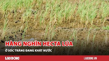 Hàng nghìn hecta lúa ở Sóc Trăng đang khát nước| Báo Lao Động