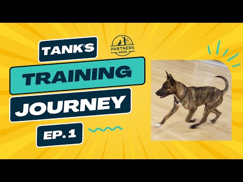 Tank  Episode 1 video thumbnail