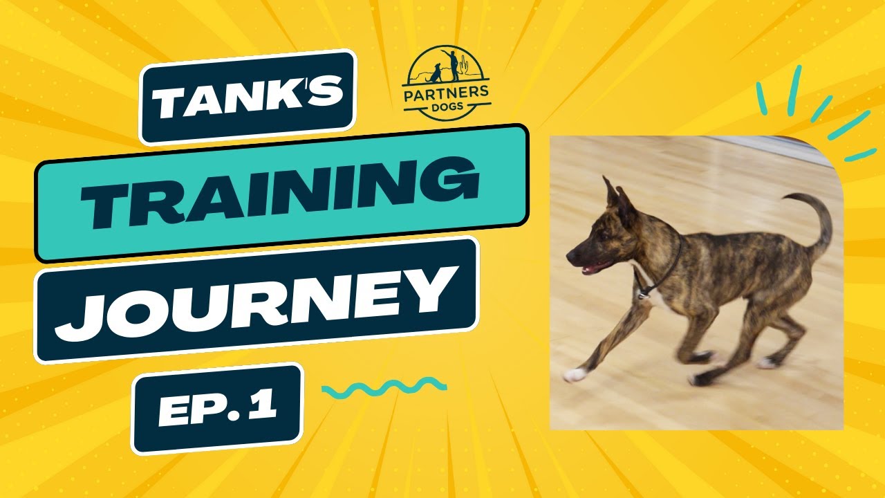 Tank: Episode 1