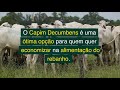 CAPIM DECUMBENS: Uma alternativa econômica mesmo para solos de baixa fertilidade.