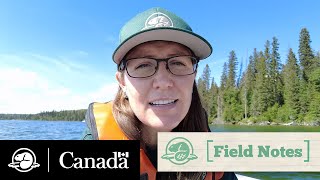 Spearfishing for Invasive Smallmouth Bass | Field Notes | Parks Canada