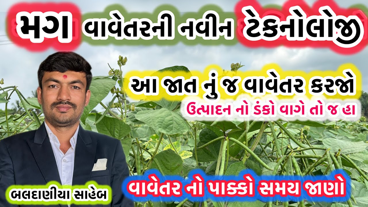 ઉનાળુ મગ ની ખેતી પધ્ધતિ અને ઉત્પાદન માં બાદશાહ છે એ જાત ની માહિતી @GJ4FARMING