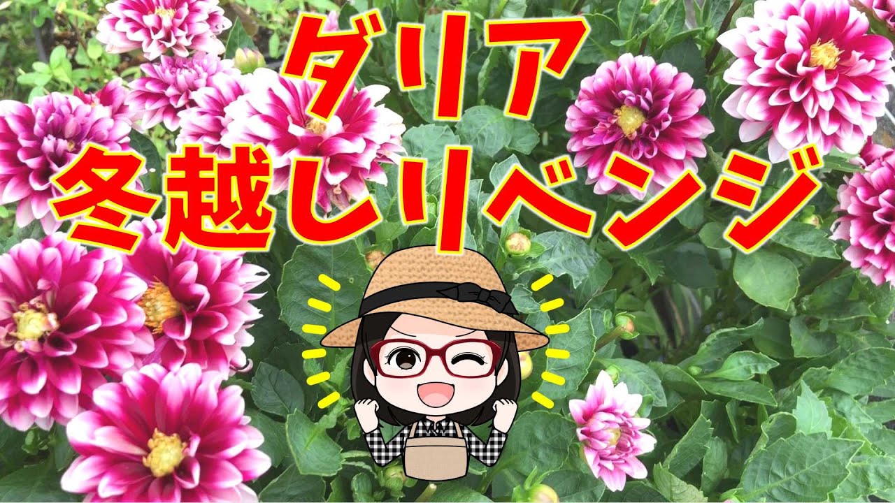 今年は鉢のまま〇掘り上げせずに保管〇ダリア〇格安ダリア〇 - YouTube