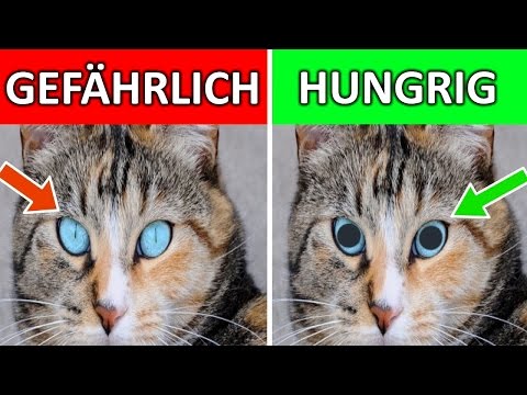 Video: Wie Organfleisch Für Katzen Von Vorteil Sein Kann