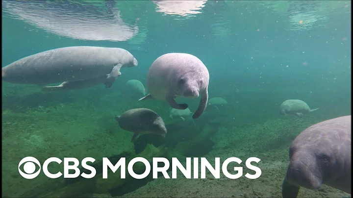 Scientists using creative solutions to protect, rescue manatees after record number of deaths