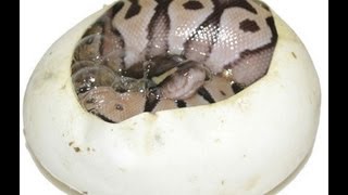 Snake Bytes TV - Snake Egg Cutting and Tay Zonday : SnakeBytesTV