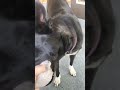 good morning from lady the dog who wants to play tug of war #doggielife #shortvideo #morning #doggie