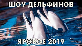 Яровое - Шоу дельфинов 08.08.2019