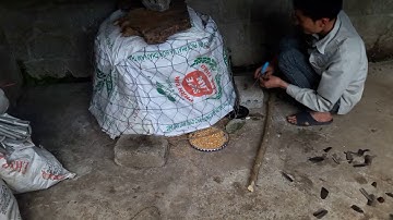 Cách nuôi gà rừng mới bẫy được