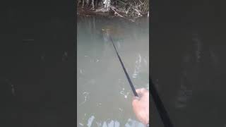 ajian joran ngamuk strike red devil fish#shorts