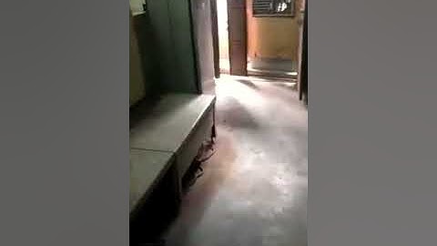 Working Video OF Adast Dominant 745 Offset Printing Machine - 4 Color