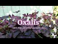 Oxalis , Cây bướm đêm cách nhân giống , Planting purple Oxalis , วิธีการขยายพันธุ์พืช