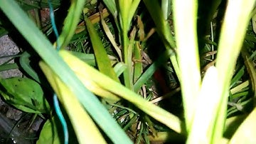 Very Affordable Leagoo Elite 5 Video Testing at Night