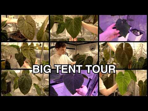 Anthurium mother plants and seedling tour
