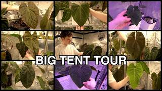 Anthurium mother plants and seedling tour