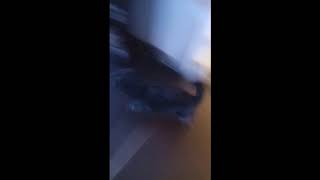 My dog drifting - Deja vu Initial D / Mi perro derrapando