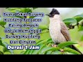 Suara Pikat Burung Kutilang Gacor Sangat Cocok Untuk Memanggil Kutilang Liar Dihutan Durasi 1 Jam