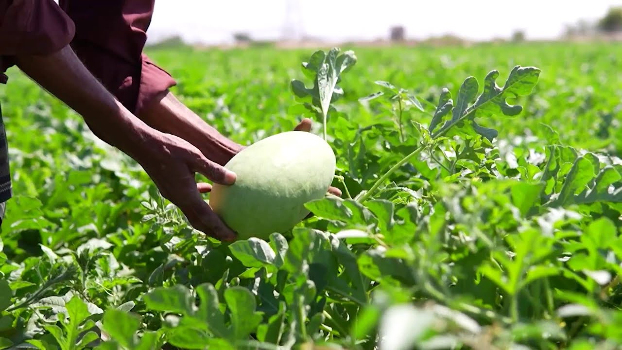 من أجل يمن سعيد.. السعودية تبني وتشيد وتؤمن مستقبل الإنسان والمكان